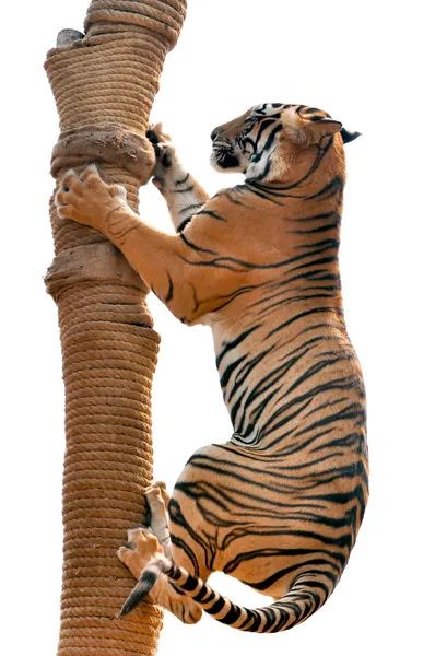 Formation des tigres — Photo