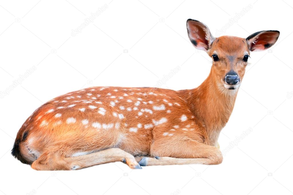 Baby sika deer