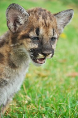 puma bebek
