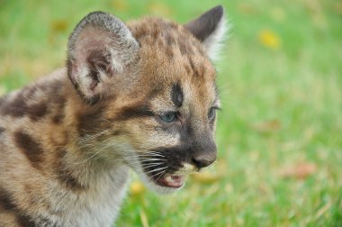 puma bebek 