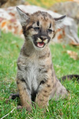 puma bebek