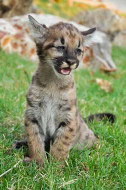 puma bebek
