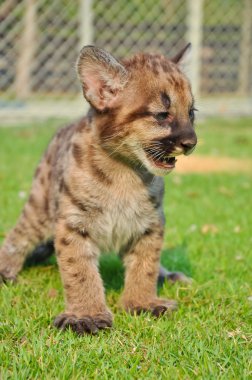puma bebek