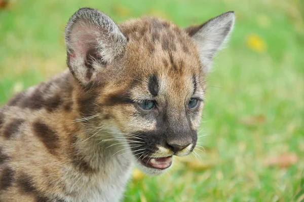 Baby Puma — Stock Photo, Image