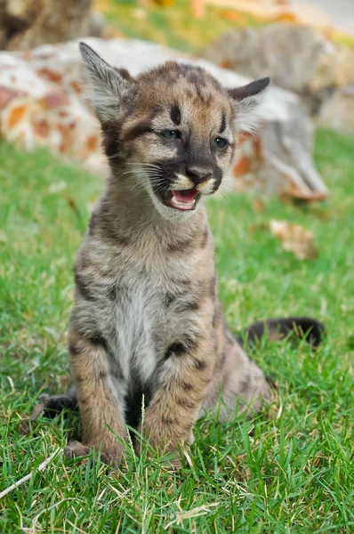 Bebé Puma — Foto de Stock