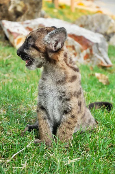 Baby Puma — Stock Photo, Image