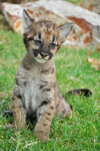 Baby Puma — Stock Photo, Image