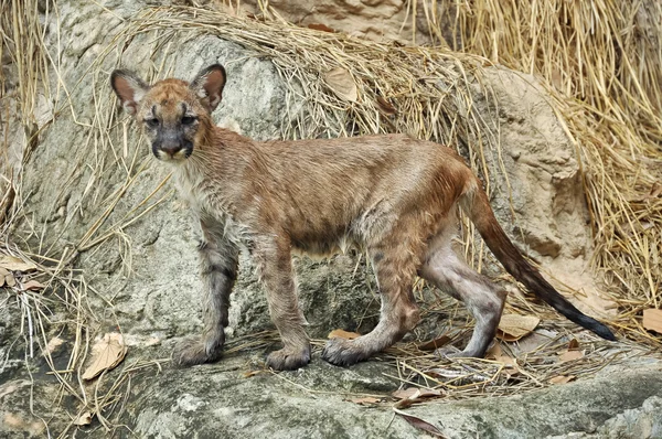 Puma bebek — Stok fotoğraf