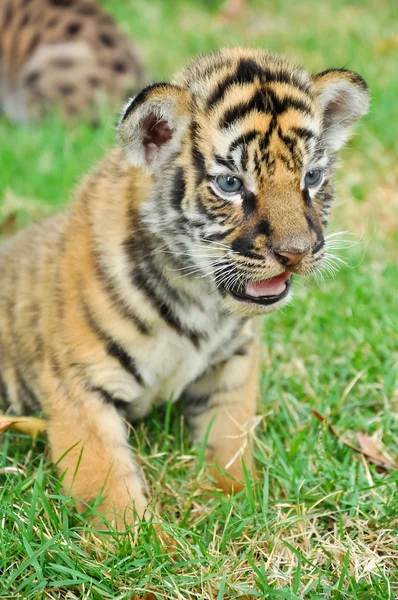 Baby bengal tiger — Stock Photo, Image