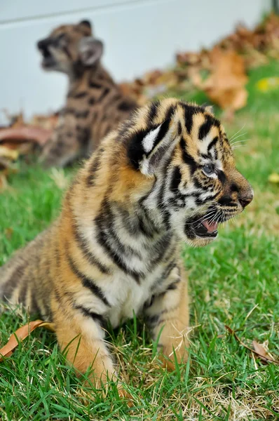 Bebé tigre de bengala —  Fotos de Stock