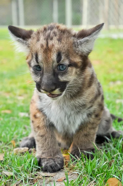 Baby Puma — Stock Photo, Image