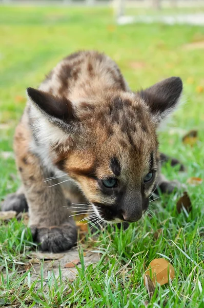 Bebé Puma — Foto de Stock