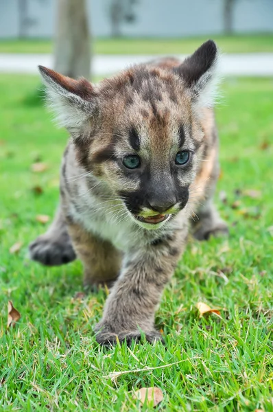 Bebé Puma — Foto de Stock