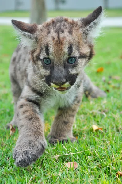 Puma bebek — Stok fotoğraf