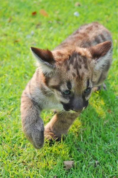 Bebé Puma — Foto de Stock