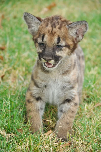 puma blanco animal bebe