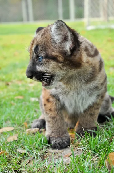 baby puma pictures