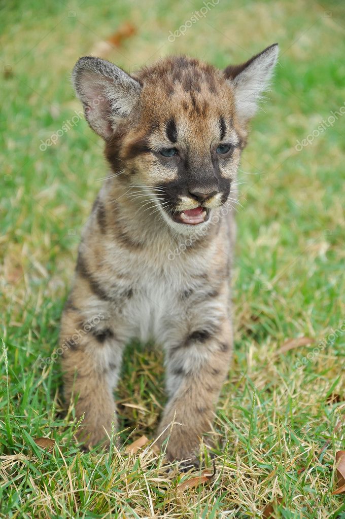 baby puma pics