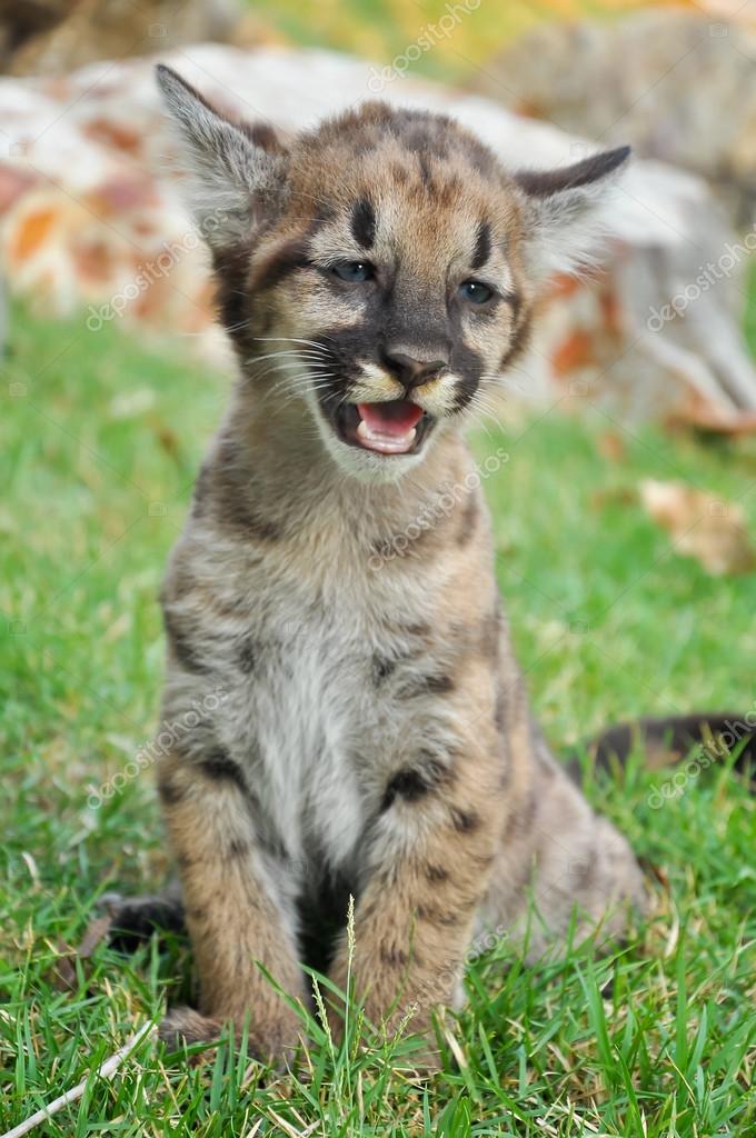 Puma sale animal bébé