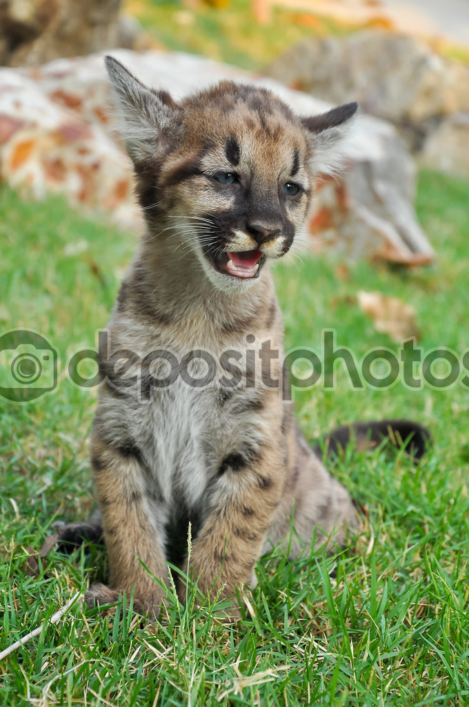 Steuern kompilieren Berüchtigt puma baby Alter gesponsert Melodie