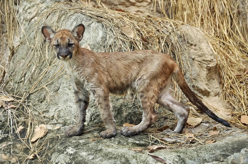 bebe puma bebe puma