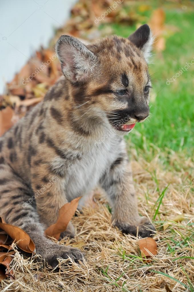 bebe puma bebe puma