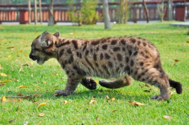 puma bebek