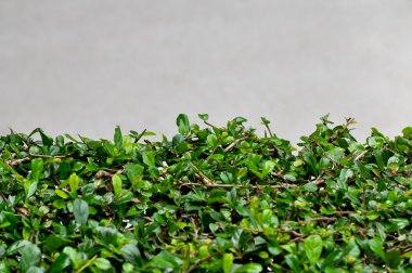 taze bahar yeşil çalı