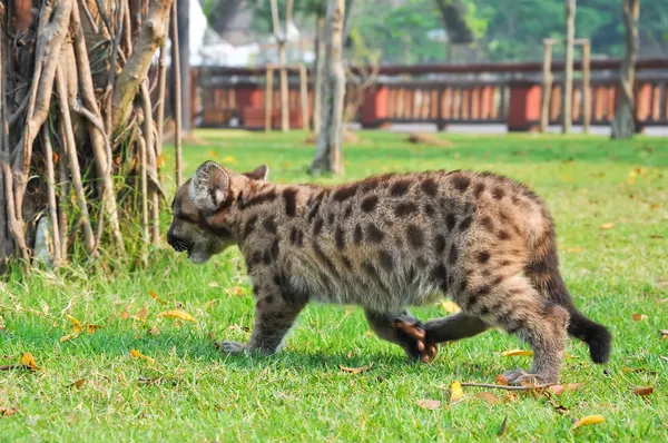 Bebis puma — Stockfoto