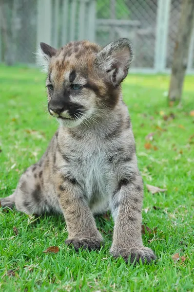 Baby Puma — Stock Photo, Image