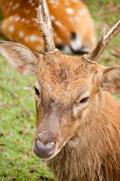 Sika deer — Stock Photo, Image