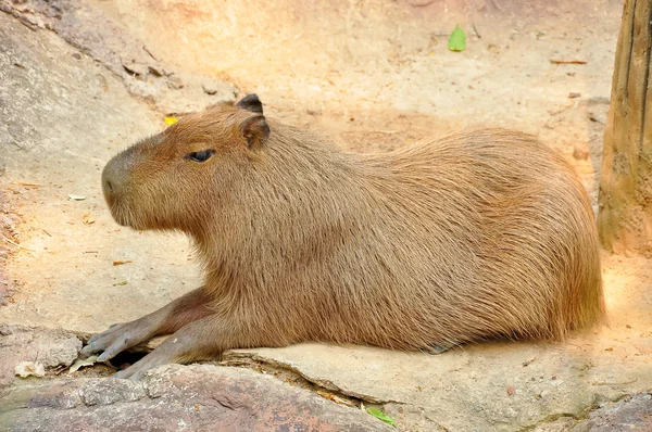Capybara — стокове фото