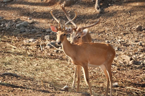 Eld 's Deer — стоковое фото