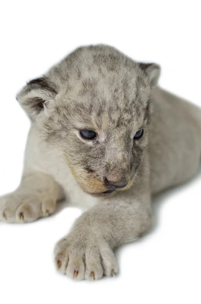 Leão bebé — Fotografia de Stock