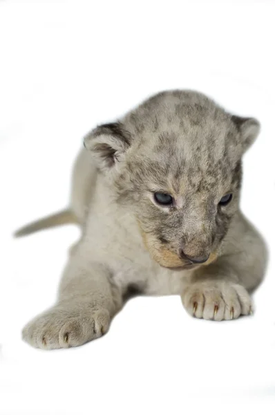 Leão bebé — Fotografia de Stock
