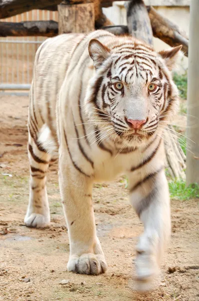 Witte Bengaalse tijger — Stockfoto