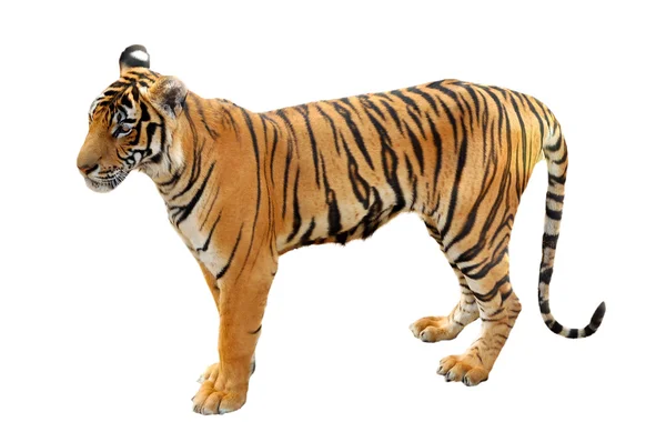 Tigre del Bengala — Foto Stock