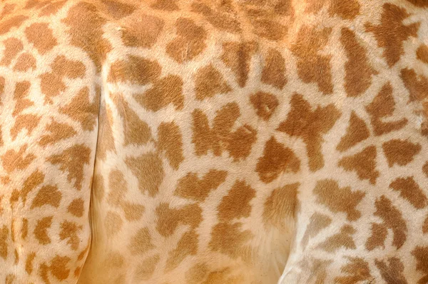 Giraffes background — Stock Photo, Image