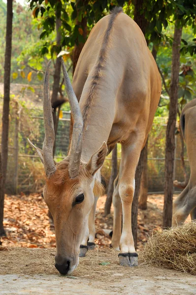 Eland — Stock Photo, Image