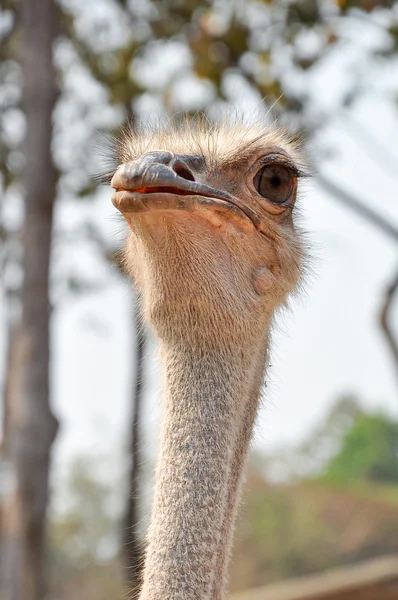 Ostrich — Stock Photo, Image