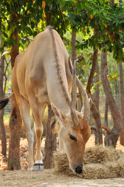 Eland — Stock Photo, Image