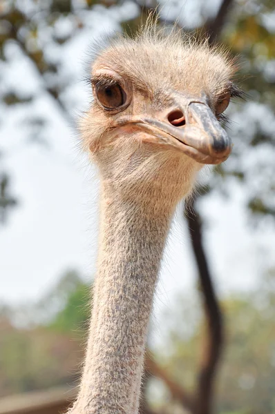 Ostrich — Stock Image Ostrich Royalty Free Stock Photos