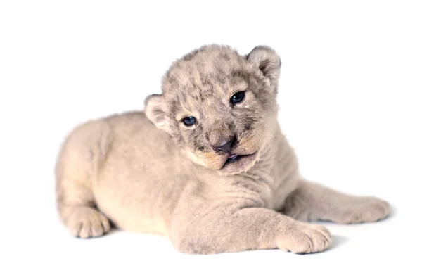 Lion cub — Stock Fotó