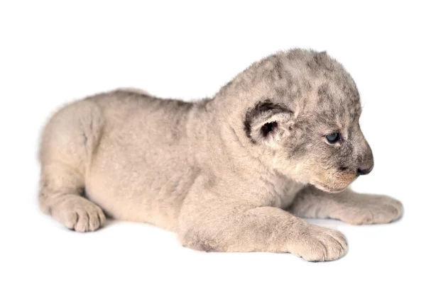 Lion cub — Stockfoto