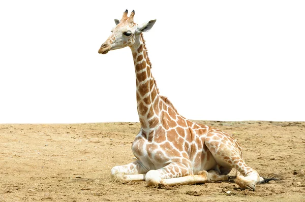 Girafe — Photo