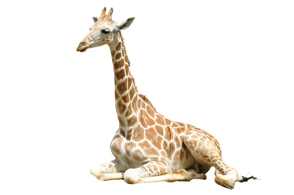 Girafe — Photo