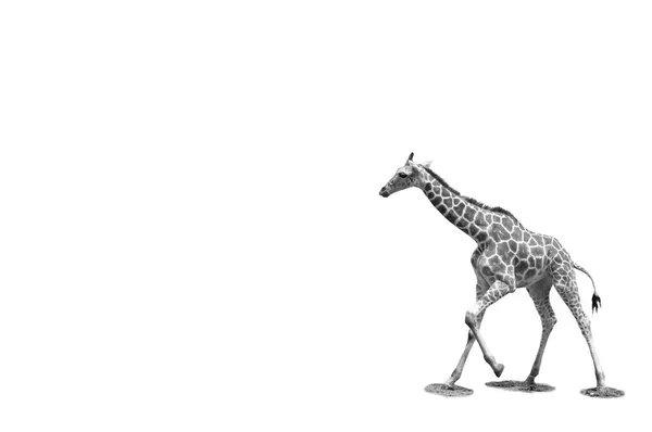 Giraffen achtergrond — Stockfoto