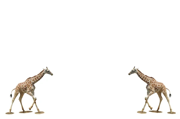 Giraffes background — Stock Photo, Image