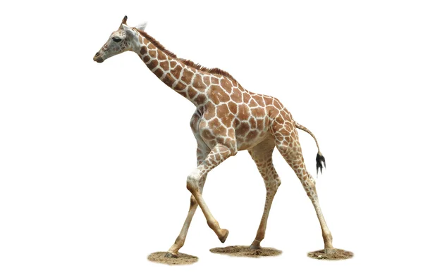 Giraffe — Stock Photo, Image