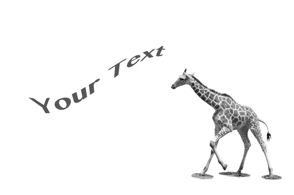 Girafas fundo — Fotografia de Stock